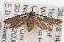  ( - ANIC Gen No. 001507)  @13 [ ] Copyright (2010) Unspecified Australia National Insect Collection