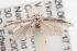  ( - ANIC Gen No. 001518)  @14 [ ] Copyright (2010) Unspecified Australia National Insect Collection