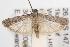  ( - ANIC Gen No. 001519)  @14 [ ] Copyright (2010) Unspecified Australia National Insect Collection