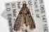  ( - ANIC Gen No. 001525)  @13 [ ] Copyright (2010) Unspecified Australia National Insect Collection