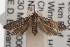  ( - ANIC Gen No. 001532)  @13 [ ] Copyright (2010) Unspecified Australia National Insect Collection
