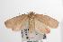  ( - ANIC Gen No. 001548)  @14 [ ] Copyright (2010) Unspecified Australia National Insect Collection