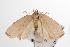  ( - ANIC Gen No. 001549)  @13 [ ] Copyright (2010) Unspecified Australia National Insect Collection