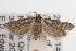  ( - ANIC Gen No. 001555)  @13 [ ] Copyright (2010) Unspecified Australia National Insect Collection