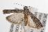  ( - ANIC Gen No. 001575)  @13 [ ] Copyright (2010) Unspecified Australia National Insect Collection