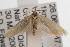  ( - ANIC Gen No. 001592)  @14 [ ] Copyright (2010) Unspecified Australia National Insect Collection