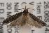  ( - ANIC Gen No. 001595)  @14 [ ] Copyright (2010) Unspecified Australia National Insect Collection