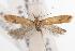  ( - ANIC Gen No. 001642)  @14 [ ] Copyright (2010) Unspecified Australia National Insect Collection
