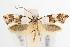  ( - ANIC Gen No. 001645)  @14 [ ] Copyright (2010) Unspecified Australia National Insect Collection