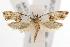  ( - ANIC Gen No. 001646)  @15 [ ] Copyright (2010) Unspecified Australia National Insect Collection