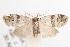  ( - ANIC Gen No. 001650)  @13 [ ] Copyright (2010) Unspecified Australia National Insect Collection
