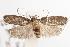  ( - ANIC Gen No. 001651)  @13 [ ] Copyright (2010) Unspecified Australia National Insect Collection