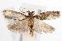  ( - ANIC Gen No. 001652)  @13 [ ] Copyright (2010) Unspecified Australia National Insect Collection