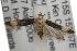  ( - ANIC Gen No. 001685)  @13 [ ] Copyright (2010) Unspecified Australia National Insect Collection