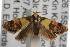  ( - ANIC Gen No. 001687)  @14 [ ] Copyright (2010) Unspecified Australia National Insect Collection