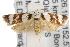  ( - ANIC Gen No. 001701)  @13 [ ] Copyright (2010) Unspecified Australia National Insect Collection