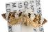 ( - ANIC Gen No. 001702)  @13 [ ] Copyright (2010) Unspecified Australia National Insect Collection