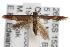  ( - ANIC Gen No. 001717)  @13 [ ] Copyright (2010) Unspecified Australia National Insect Collection