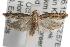  ( - ANIC Gen No. 001740)  @14 [ ] Copyright (2010) Unspecified Australia National Insect Collection
