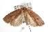  ( - ANIC Gen No. 001754)  @14 [ ] Copyright (2010) Unspecified Australia National Insect Collection