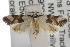  ( - ANIC Gen No. 001763)  @14 [ ] Copyright (2010) Unspecified Australia National Insect Collection