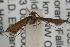  ( - ANIC Gen No. 001764)  @13 [ ] Copyright (2010) Unspecified Australia National Insect Collection