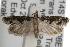  ( - ANIC Gen No. 001765)  @14 [ ] Copyright (2010) Unspecified Australia National Insect Collection
