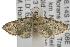  ( - ANIC Gen No. 001767)  @12 [ ] Copyright (2010) Unspecified Australia National Insect Collection