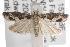  ( - ANIC Gen No. 001769)  @14 [ ] Copyright (2010) Unspecified Australia National Insect Collection