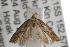  ( - ANIC Gen No. 001790)  @13 [ ] Copyright (2010) Unspecified Australia National Insect Collection