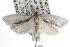  ( - ANIC Gen No. 001791)  @13 [ ] Copyright (2010) Unspecified Australia National Insect Collection