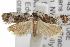  ( - ANIC Gen No. 001813)  @13 [ ] Copyright (2010) Unspecified Australia National Insect Collection
