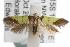  ( - ANIC Gen No. 001824)  @13 [ ] Copyright (2010) Unspecified Australia National Insect Collection