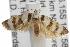  ( - ANIC Gen No. 001826)  @13 [ ] Copyright (2010) Unspecified Australia National Insect Collection