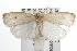  (Gymnoceros - ANIC Gen No. 001830)  @14 [ ] Copyright (2010) Unspecified Australia National Insect Collection
