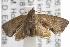  ( - ANIC Gen No. 001849)  @13 [ ] Copyright (2010) Unspecified Australia National Insect Collection