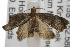  ( - ANIC Gen No. 001856)  @13 [ ] Copyright (2010) Unspecified Australia National Insect Collection