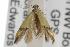  ( - ANIC Gen No. 001863)  @13 [ ] Copyright (2010) Unspecified Australia National Insect Collection