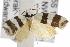  ( - ANIC Gen No. 001865)  @13 [ ] Copyright (2010) Unspecified Australia National Insect Collection
