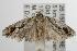  ( - ANIC Gen No. 001870)  @14 [ ] Copyright (2010) Unspecified Australia National Insect Collection