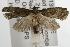  ( - ANIC Gen No. 001871)  @13 [ ] Copyright (2010) Unspecified Australia National Insect Collection