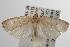  ( - ANIC Gen No. 001873)  @13 [ ] Copyright (2010) Unspecified Australia National Insect Collection