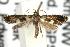  ( - ANIC Gen No. 001884)  @13 [ ] Copyright (2010) Unspecified Australia National Insect Collection