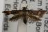  ( - ANIC Gen No. 001900)  @13 [ ] Copyright (2010) Unspecified Australia National Insect Collection