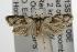  ( - ANIC Gen No. 001922)  @13 [ ] Copyright (2010) Unspecified Australia National Insect Collection