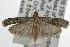  ( - ANIC Gen No. 001923)  @13 [ ] Copyright (2010) Unspecified Australia National Insect Collection