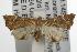  ( - ANIC Gen No. 001926)  @14 [ ] Copyright (2010) Unspecified Australia National Insect Collection