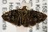  ( - ANIC Gen No. 001933)  @12 [ ] Copyright (2010) Unspecified Australia National Insect Collection