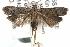  ( - ANIC Gen No. 001935)  @15 [ ] Copyright (2010) Unspecified Australia National Insect Collection