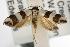  ( - ANIC Gen No. 001936)  @13 [ ] Copyright (2010) Unspecified Australia National Insect Collection
